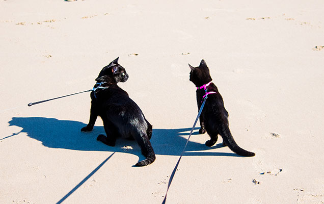 harness training your cat to walk on the lead nathan the beach cat